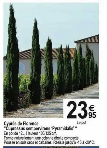 Cyprès de florence