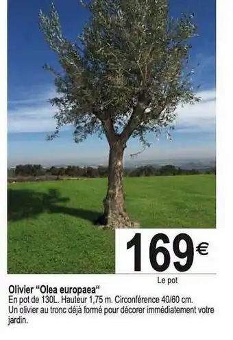 Tridôme Olivier offre