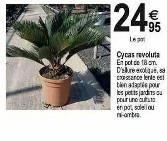 Cycas revoluta