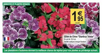 Tridôme Œillet de chine offre