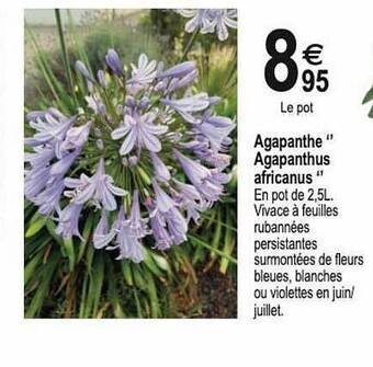 Agapanthe