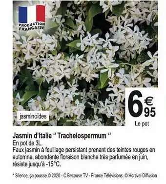 Jasmin d'italie