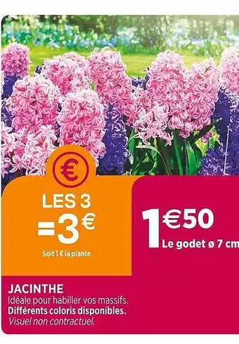 Jacinthe