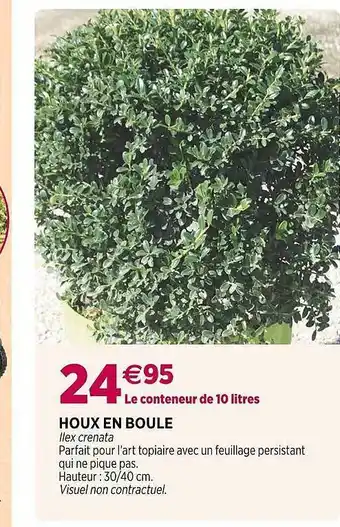 Houx en boule