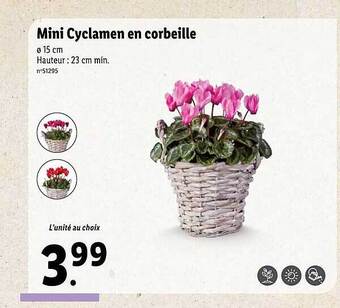 Lidl Mini cyclamen en corbeille offre