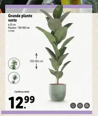 Lidl Grande plante verte offre