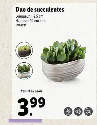 Lidl Duo de succulentes offre
