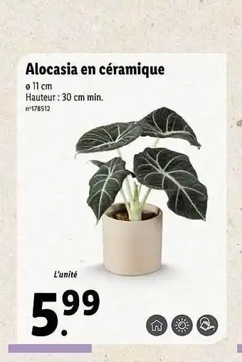 Lidl Alocasia en céramique offre