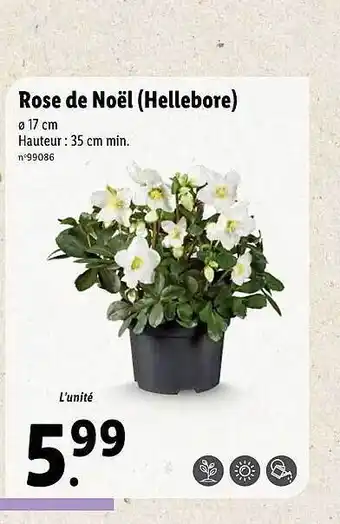 Lidl Rose de noël (hellebore) offre