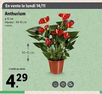 Lidl Anthurium offre