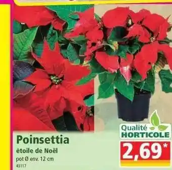Norma Poinsettia offre