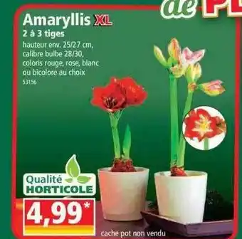 Norma Amaryllis xl 2 à 3 tiges offre
