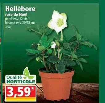 Norma Hellébore rose de noël offre