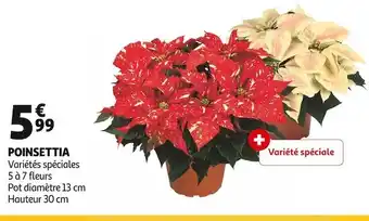 Poinsettia
