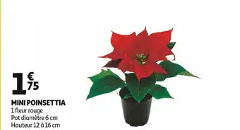 Mini poinsettia