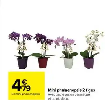 Carrefour Mini phalaenopsis 2 tiges offre
