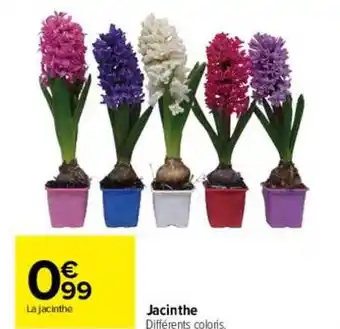 Carrefour Jacinthe offre