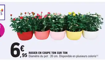 E.Leclerc Rosier En Coupe ton Sur Ton offre