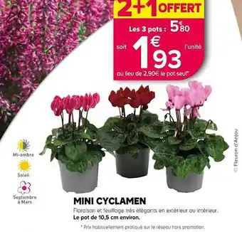 Jardiland Mini cyclamen offre