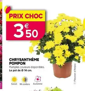 Jardiland Chrysanthème pompon offre