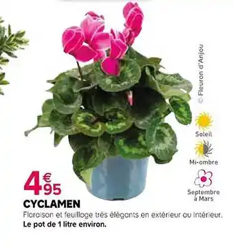 Jardiland Cyclamen offre