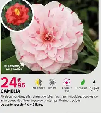 Camelia