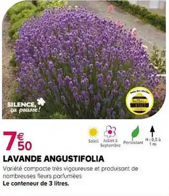 Lavande angustifolia