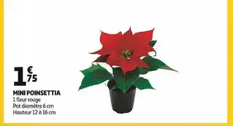 Auchan Mini poinsettia offre
