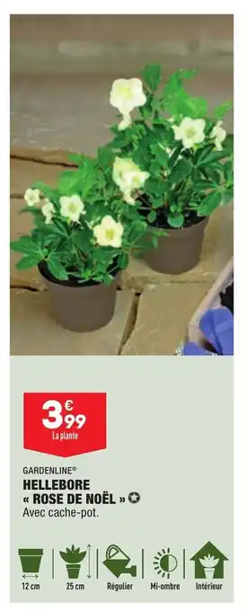 ALDI Hellebore Rose dDe oel offre