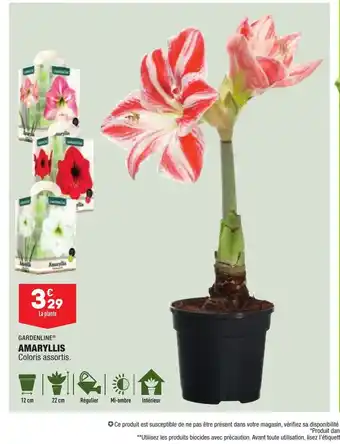 ALDI Amaryllis offre
