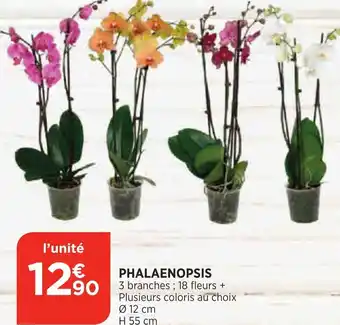 Phalaenopsis