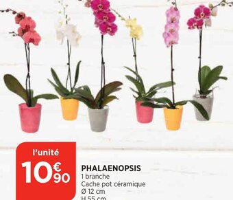 Phalaenopsis