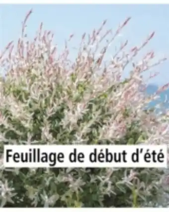 Willemse saule crevette sur tige