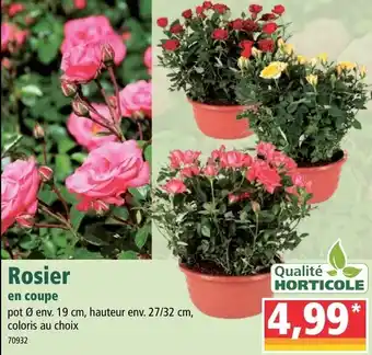 Norma Rosier en Coupe offre