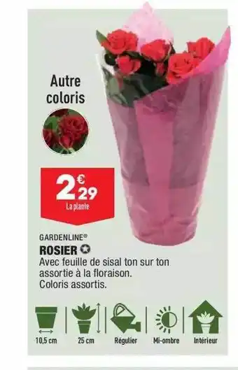 ALDI Rosier gardenline offre