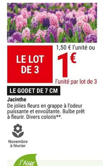 Gamm vert Jacinthe offre