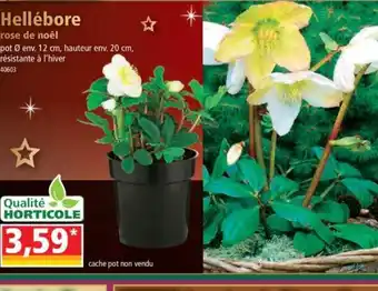 Norma Hellébore Rose de Noël offre