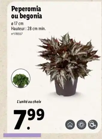 Lidl Peperomia Ou Begonia offre
