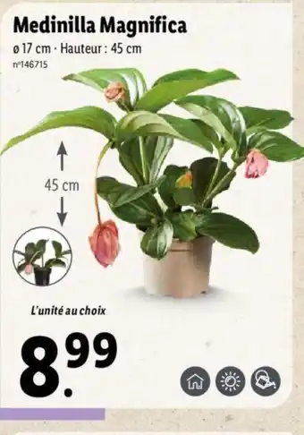 Lidl Medinilla Magnifica offre