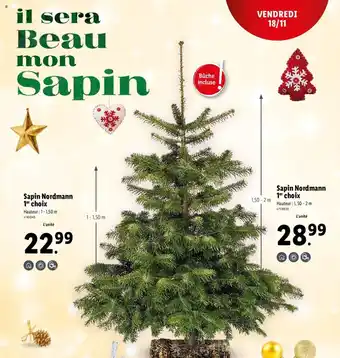 Lidl Sapin Nordmann 1 Choix offre