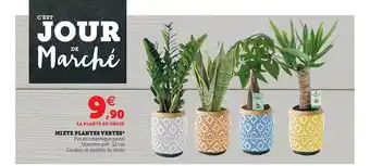 Hyper U Mixte Plantes Vertes offre