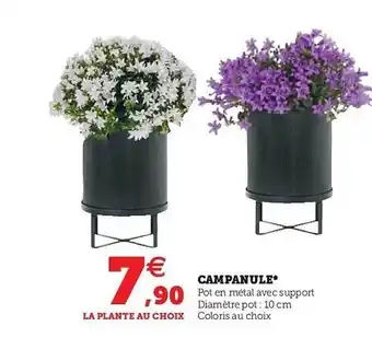 Campanule