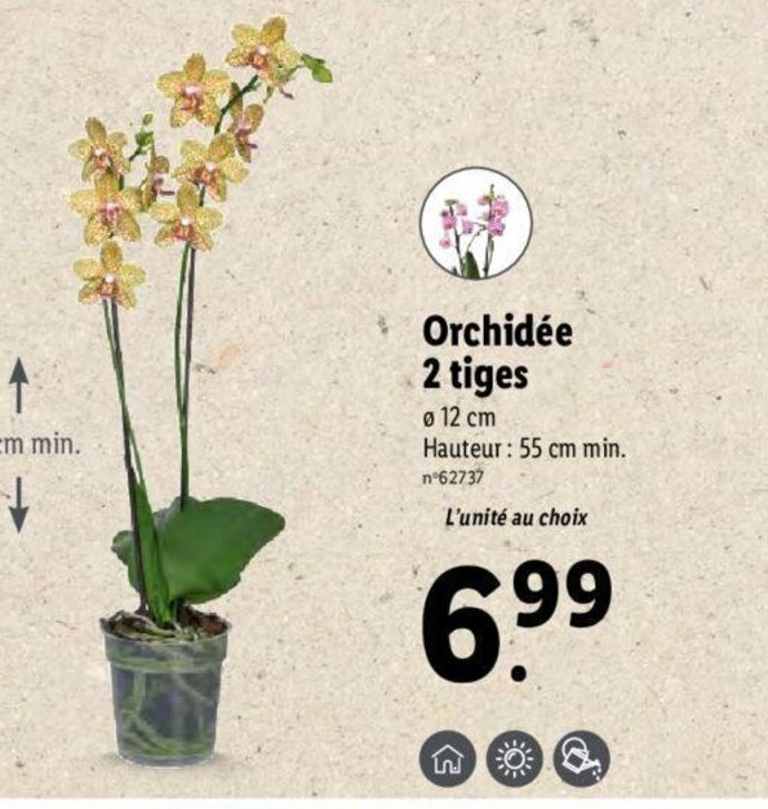 Promo Orchidée 2 Tiges chez Lidl