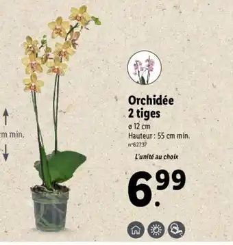 Lidl Orchidée 2 Tiges offre
