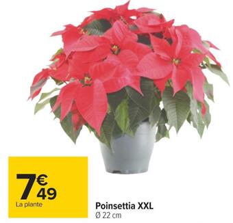 Carrefour Poinsettia xxl offre