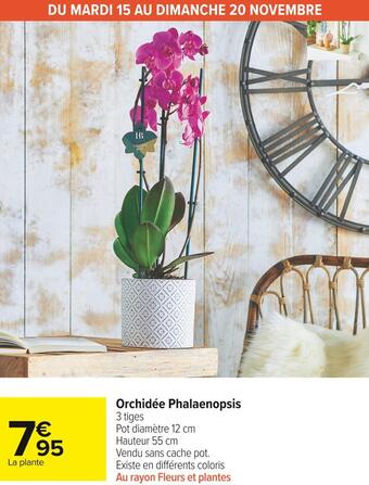 Carrefour Market Orchidée phalaenopsis offre