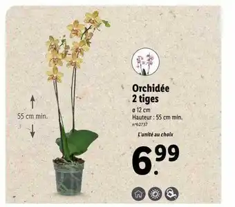 Lidl Orchidée 2 tiges offre