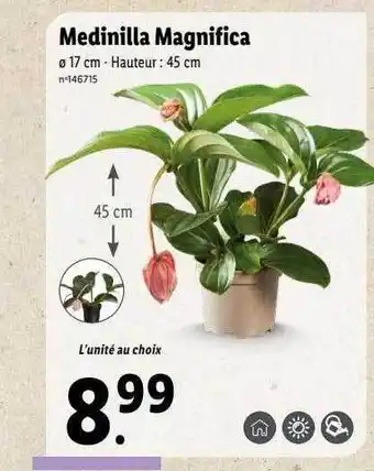 Medinilla magnifica