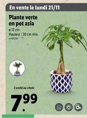 Lidl Plante verte en pot asia offre