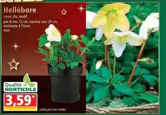 Norma Hellébore rose de noël offre